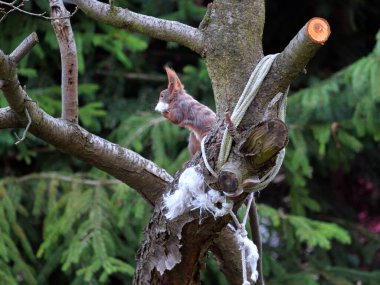 Wiewirka przegryza lin na placu zabaw i wyszarpuje z niej puch zbierajc go na wycik gniazda.