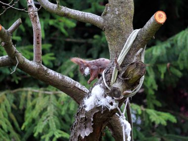 Wiewirka przegryza lin na placu zabaw i wyszarpuje z niej puch zbierajc go na wycik gniazda.