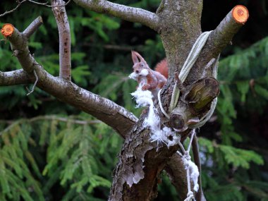 Wiewirka przegryza lin na placu zabaw i wyszarpuje z niej puch zbierajc go na wycik gniazda.