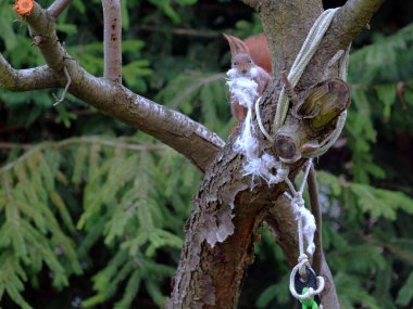 Wiewirka przegryza lin na placu zabaw i wyszarpuje z niej puch zbierajc go na wycik gniazda.