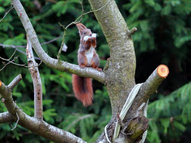 Wiewirka przegryza lin na placu zabaw i wyszarpuje z niej puch zbierajc go na wycik gniazda.