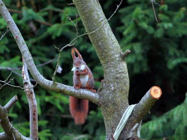 Wiewirka przegryza lin na placu zabaw i wyszarpuje z niej puch zbierajc go na wycik gniazda.