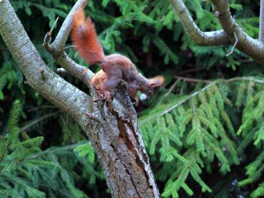 Wiewirka przegryza lin na placu zabaw i wyszarpuje z niej puch zbierajc go na wycik gniazda.