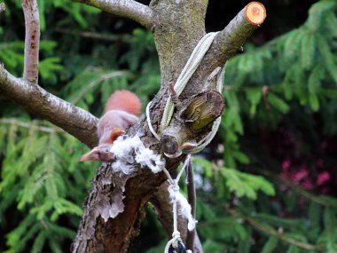 Wiewirka przegryza lin na placu zabaw i wyszarpuje z niej puch zbierajc go na wycik gniazda.