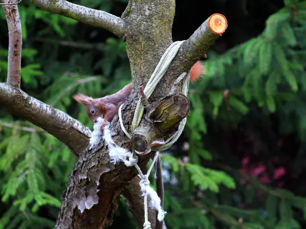 Wiewirka przegryza lin na placu zabaw i wyszarpuje z niej puch zbierajc go na wycik gniazda.