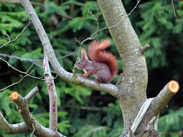 Wiewirka przegryza lin na placu zabaw i wyszarpuje z niej puch zbierajc go na wycik gniazda.