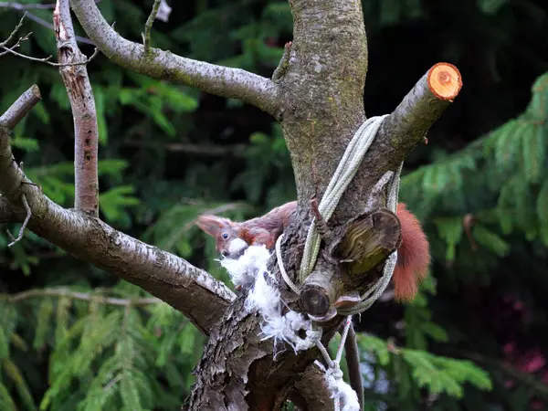 Wiewirka przegryza lin na placu zabaw i wyszarpuje z niej puch zbierajc go na wycik gniazda.