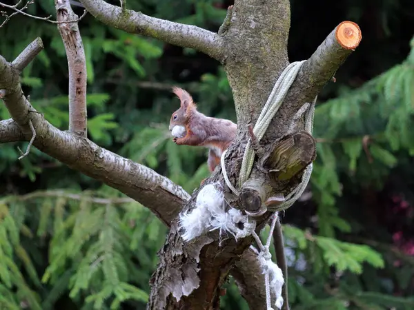 Wiewirka przegryza lin na placu zabaw i wyszarpuje z niej puch zbierajc go na wycik gniazda.