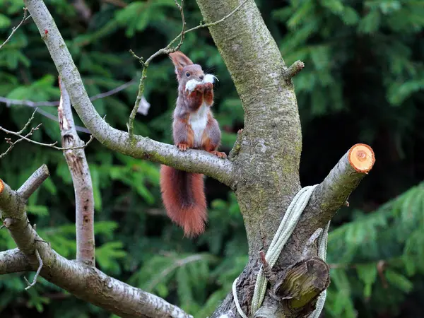 Wiewirka przegryza lin na placu zabaw i wyszarpuje z niej puch zbierajc go na wycik gniazda.