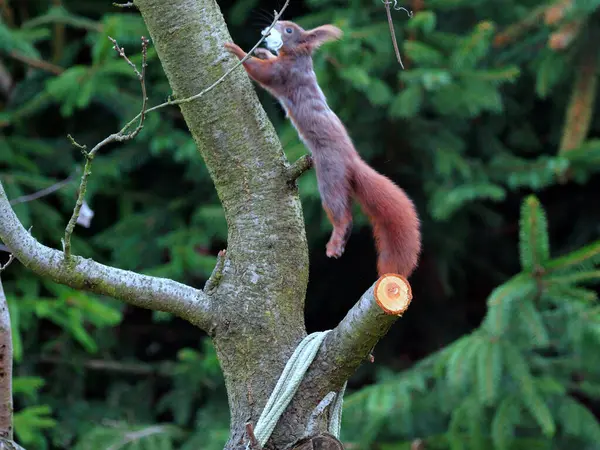 Wiewirka przegryza lin na placu zabaw i wyszarpuje z niej puch zbierajc go na wycik gniazda.
