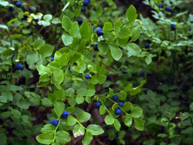 Meyveli çalılar. Bilberry (Aşı Myrtillus L.) ormanlarımızda iyi bilinen ve değerli bir bitkidir. Bilberry 'nin yabanmersini, böğürtlen ve böğürtlen gibi birçok yaygın adı vardır. Yazın başlangıcını simgeliyor..