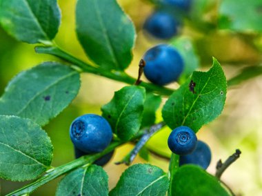 Meyveli çalılar. Bilberry (Aşı Myrtillus L.) ormanlarımızda iyi bilinen ve değerli bir bitkidir. Bilberry 'nin yabanmersini, böğürtlen ve böğürtlen gibi birçok yaygın adı vardır. Yazın başlangıcını simgeliyor..