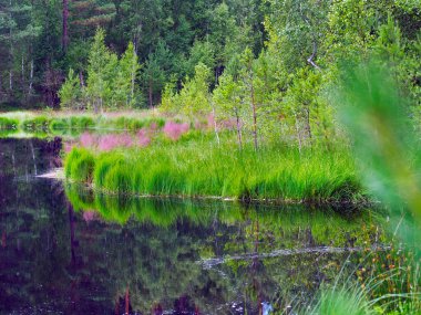 Bataklık ve orman bataklıkları, Bog Blueberry 'nin (Aşı Uliginosum) yaşam alanlarıdır. Bu güzel su, orman ve sulak alanlarda, sıklıkla Pinokyo (Aşı uliginosum) olarak adlandırılan Bog Blueberry yetişir ve meyve verir..