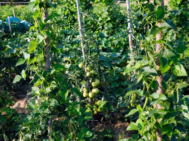 Sağlıklı hasatlı organik bir sebze bahçesi. Bezelye, lahana, domates, soğan, havuç, maydanoz, salatalık, dereotu gibi sebzeler yetiştirmek sağlıklı beslenmenin bir sembolüdür..