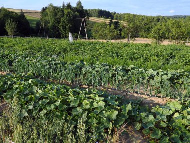 Sağlıklı hasatlı organik bir sebze bahçesi. Bezelye, lahana, domates, soğan, havuç, maydanoz, salatalık, dereotu gibi sebzeler yetiştirmek sağlıklı beslenmenin bir sembolüdür..