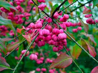 Olgunlaşan meyvelerle ortak Milli (Euonymus europaeus L.). Güzel, renk değiştiren meyveleri olan ama insanlar için zehirli olan güzel bir bitki..