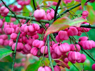 Olgunlaşan meyvelerle ortak Milli (Euonymus europaeus L.). Güzel, renk değiştiren meyveleri olan ama insanlar için zehirli olan güzel bir bitki..
