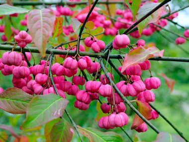 Olgunlaşan meyvelerle ortak Milli (Euonymus europaeus L.). Güzel, renk değiştiren meyveleri olan ama insanlar için zehirli olan güzel bir bitki..