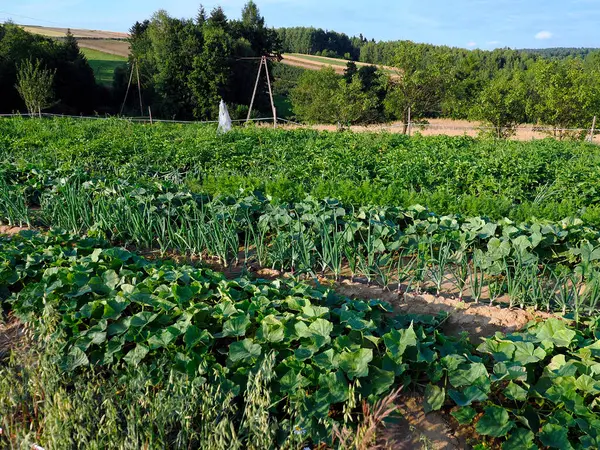 Sağlıklı hasatlı organik bir sebze bahçesi. Bezelye, lahana, domates, soğan, havuç, maydanoz, salatalık, dereotu gibi sebzeler yetiştirmek sağlıklı beslenmenin bir sembolüdür..
