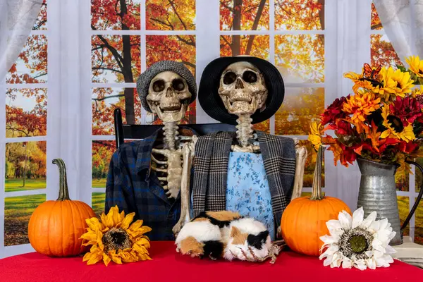 two skeletons sitting with fall decorations and large autumn window background holding calico cat