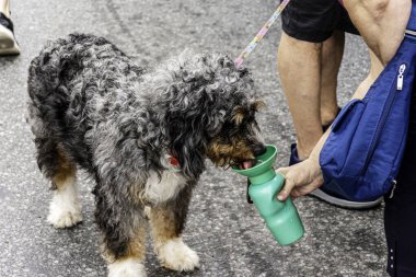 Sahibi sıcak bir günde susamış köpeğe yeşil şişeden su içiriyor.