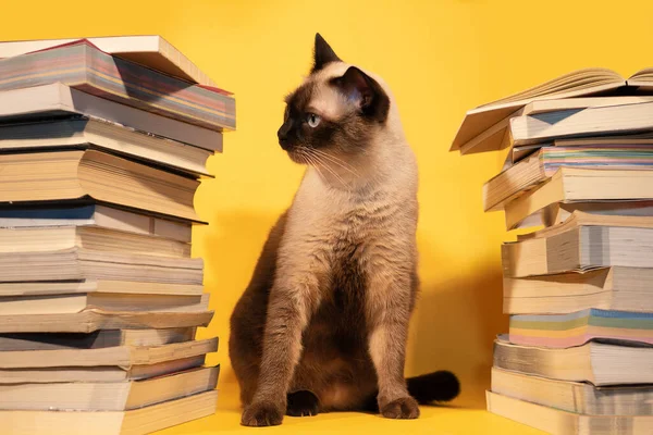 Siamese cats hiding in a pile of books.