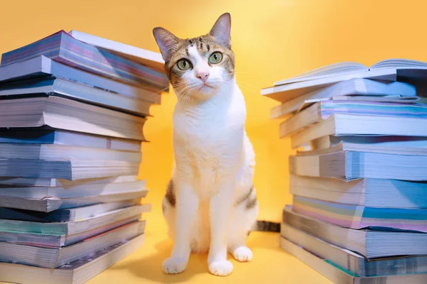 tabby cat hiding in a pile of books.