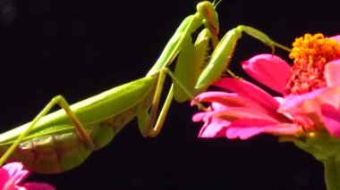 Avrupa peygamber devesi (Mantid dini). Avcı böcekleri avlar, doğrudan kameraya bakar, yakın plan. 