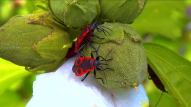 Kundakçı (Pyrrhocoris apterus), böcekler mallow meyvesinden sıvı emerler.