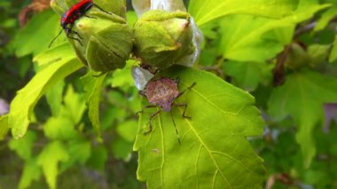 Bahçede yabani otçul böcek, bahçe haşeresi
