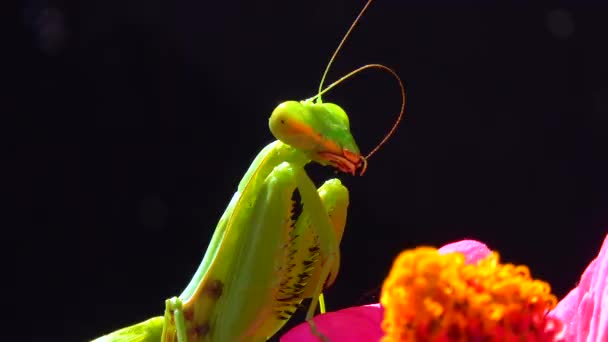 Ευρωπαϊκό Μάντις Mantis Religiosa Αρπακτικό Κυνηγάει Έντομα Κοιτάζει Κατευθείαν Στην — Αρχείο Βίντεο