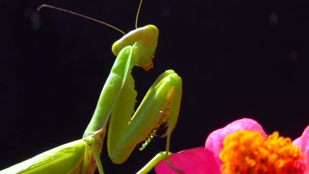European Mantis Mantis Religiosa Predator Hunts Insects Looks Directly Camera — Stock Video