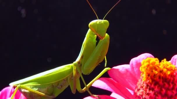 Європейський Богомол Mantis Religiosa Хижак Полює Комах Дивиться Прямо Камеру — стокове відео