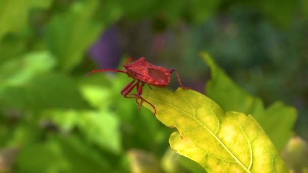 庭の芝生の草食性バグ 庭の害虫 — ストック動画