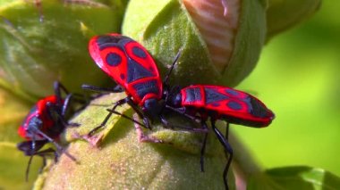 Kundakçı (Pyrrhocoris apterus), böcekler mallow meyvesinden sıvı emerler.