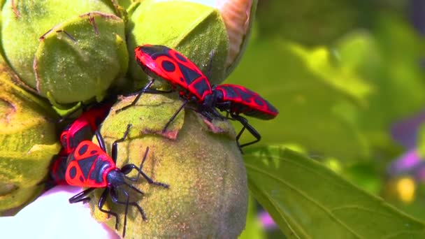 Помилка Вогню Pyrrhocoris Apterus Комахи Смокчуть Соки Плодів Мальви — стокове відео