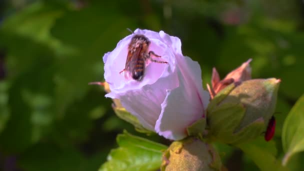 Μια Μέλισσα Συλλέγει Νέκταρ Και Γύρη Από Ένα Λουλούδι Μολόχας — Αρχείο Βίντεο