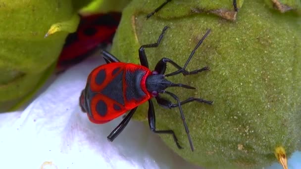 Помилка Вогню Pyrrhocoris Apterus Комахи Смокчуть Соки Плодів Мальви — стокове відео