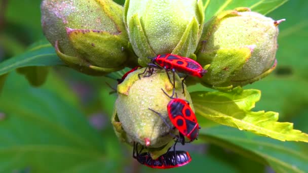 Kundakçı Pyrrhocoris Apterus Böcekler Mallow Meyvesinden Sıvı Emerler — Stok video