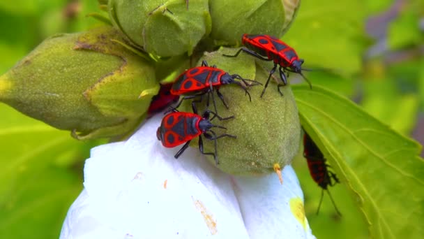 Pyrrocoris Apterus 昆虫はムールフルーツからジュースを吸う — ストック動画