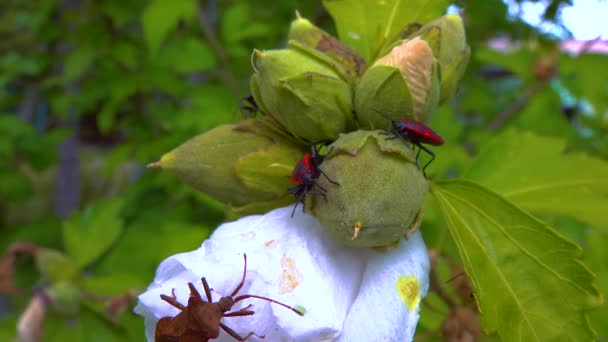 Herbivorous Bug Mallow Garden Garden Pest — Stock Video