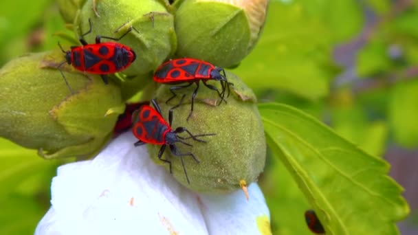 Firebug Pyrrhocoris Apterus Insekter Suger Juice Från Malva Frukt — Stockvideo