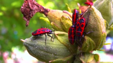 Kundakçı (Pyrrhocoris apterus), böcekler mallow meyvesinden sıvı emerler.