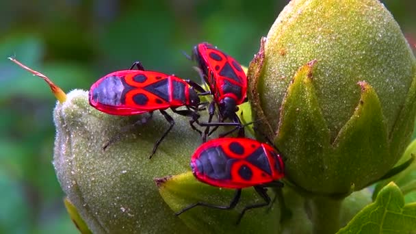 Firebug Pyrrhocoris Apterus Insekter Suger Juice Från Malva Frukt — Stockvideo