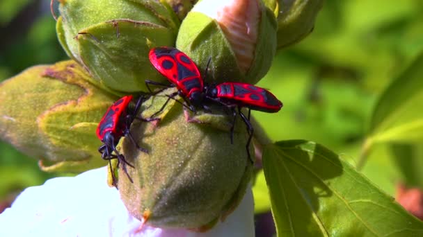 Serangga Api Pyrrhocoris Apterus Serangga Menghisap Jus Dari Buah Mallow — Stok Video