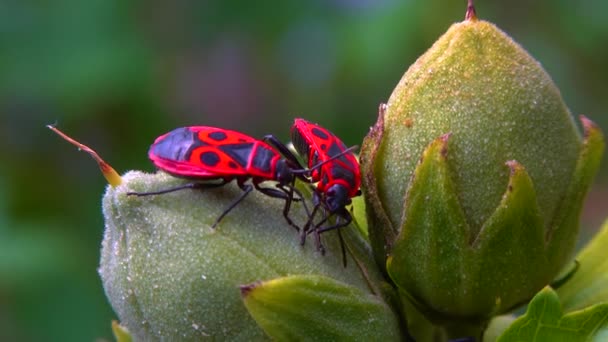 Ohňostroj Pyrhocoris Apterus Hmyz Sát Šťávy Plodu — Stock video