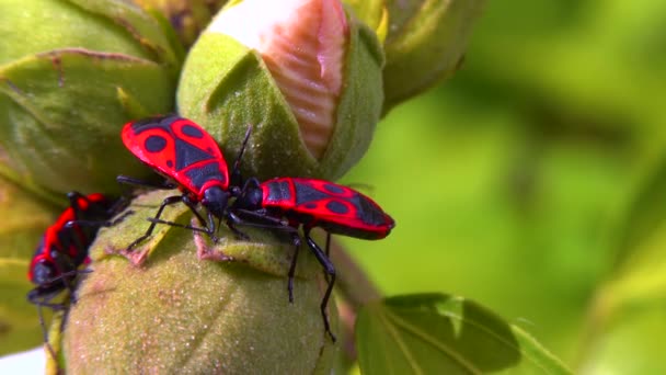 Kundakçı Pyrrhocoris Apterus Böcekler Mallow Meyvesinden Sıvı Emerler — Stok video
