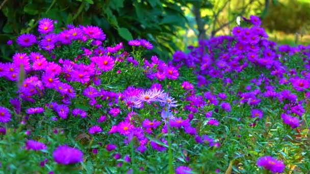 Aster Flores Las Que Los Insectos Recogen Néctar Polen Otoño — Vídeo de stock