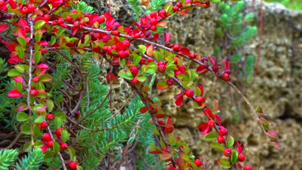 Frutos Rojos Arbusto Cotoneaster Angiosperms Rosaceae Malinae Slider Shot — Vídeo de stock
