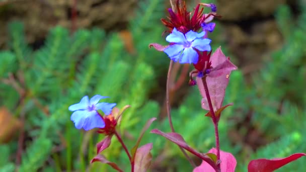 Niebieskie Czteroplatowe Kwiaty Rośliny Ozdobnej Ogrodzie — Wideo stockowe